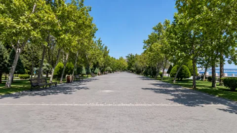 איור AI: שדרת עצים בטיילת באקו